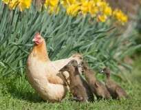 15 fotos provando que as galinhas são as melhores mães do reino animal