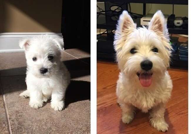 Lindos cãezinhos quando filhotes e depois de ficarem adultos que derreterão o seu coração