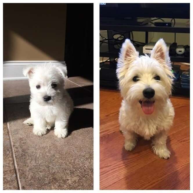 Lindos cãezinhos quando filhotes e depois de ficarem adultos que derreterão o seu coração