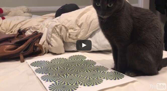 Vídeo: ilusão de ótica dá nó na cabeça de gato