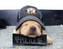 13 imagens de filhotes fofos se preparando para serem cães policiais