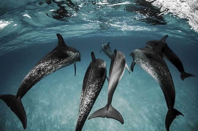 Fotos deslumbrantes para nos lembrar de que vale a pena cuidar dos oceanos