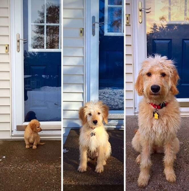 Cachorros que duraram pouco tempo pequenos