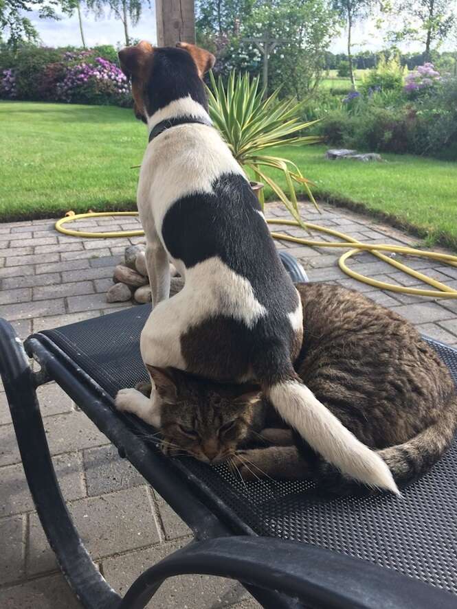 Cães e gatos sendo idiotas