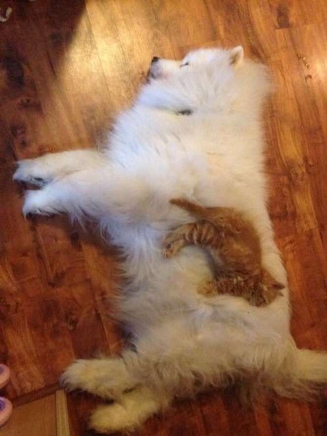 Gatos fofos que usam seus amigos cães como travesseiro