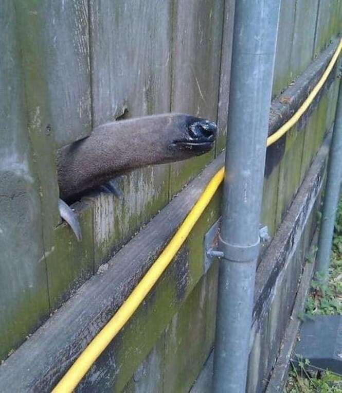 Foto: Tudo Interessante