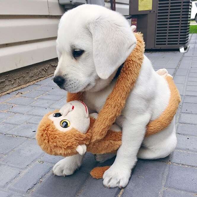 Cães que vão melhorar o seu dia