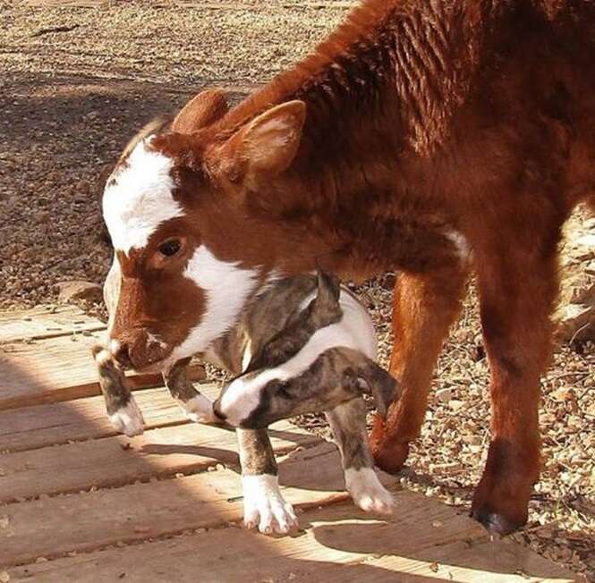 Foto: Tudo Interessante