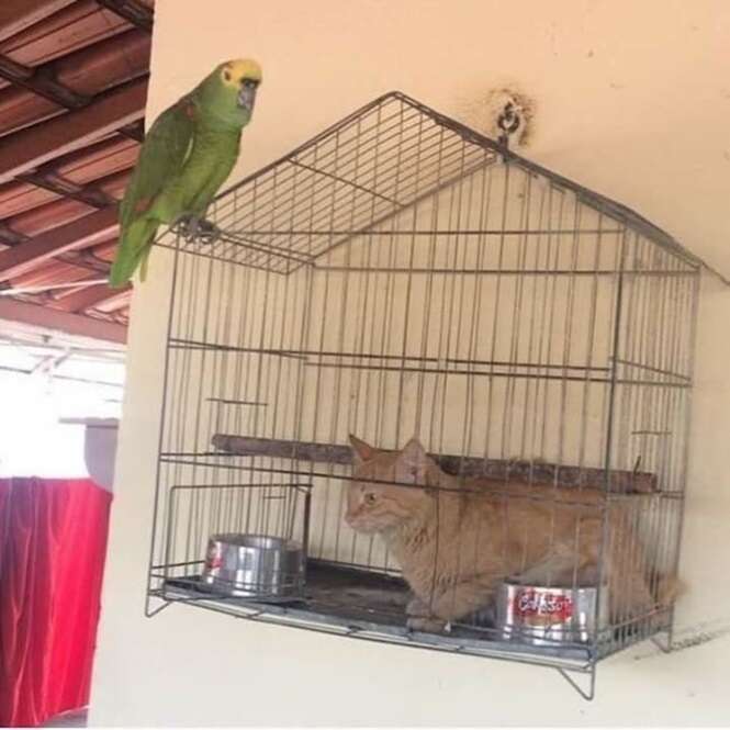 Foto: Tudo Interessante