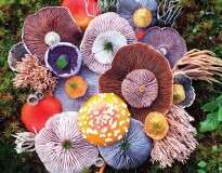 A mágica beleza dos cogumelos registrada em 10 fotos coloridas