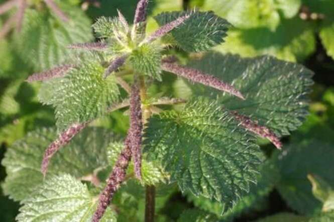 Conheça a planta que nutre, regenera e restaura o colágeno da pele