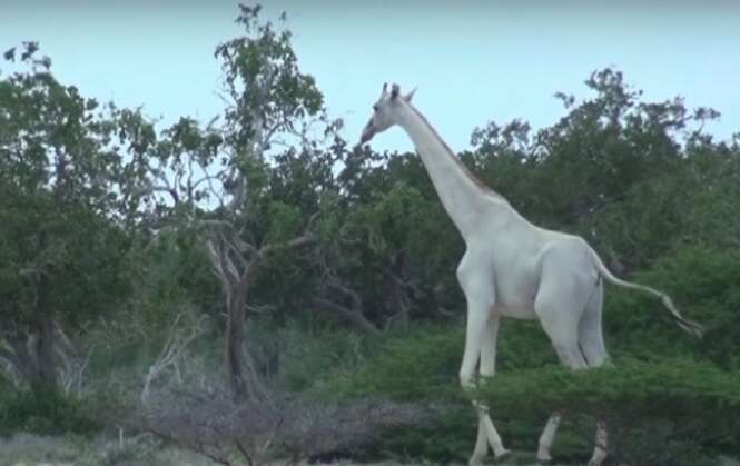 Vídeo mostra duas girafas brancas raríssimas em reserva queniana