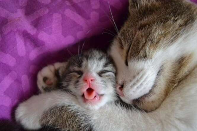 13 fotos que nos mostram a ternura presente na maternidade felina
