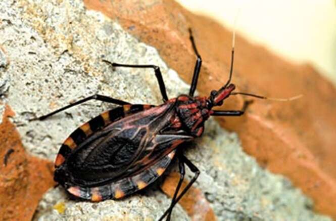 Dois alimentos que muitos de nós consumimos são agora os principais transmissores da Doença de Chagas, e não mais este inseto