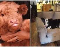10 fotos adoráveis de vacas mostrando que elas são como cães que crescem muito