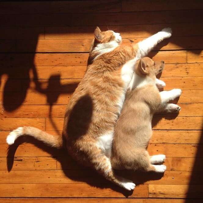 Gatos adoráveis que vão te ensinar a tomar sol