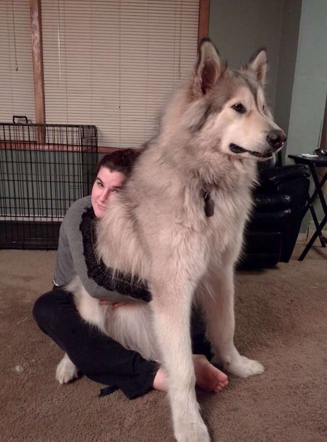 Cães que ainda não entenderam o quão grandes são