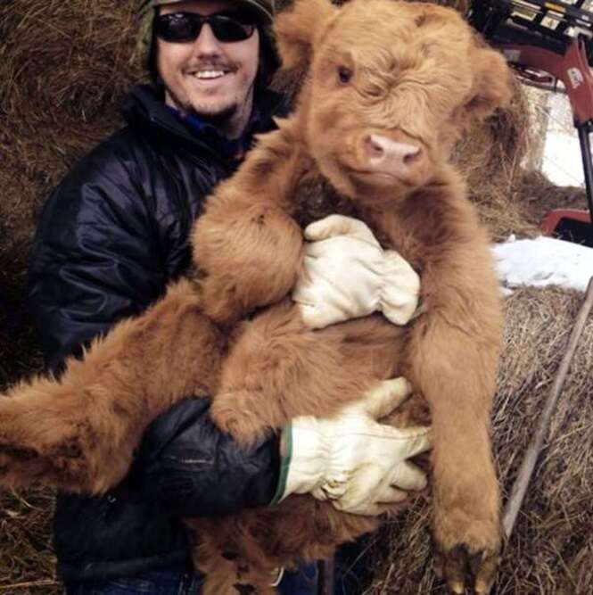 Fotos adoráveis de vacas mostrando que elas são como cães que crescem muito