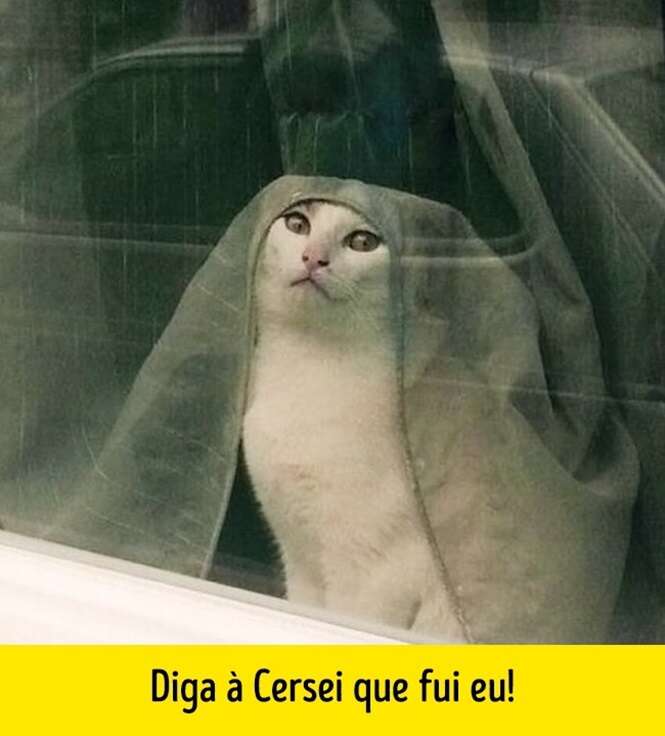 Provas de que o rei do mundo animal é o gato