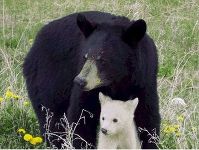 Animais que ganharam um toque único de beleza da natureza com o albinismo