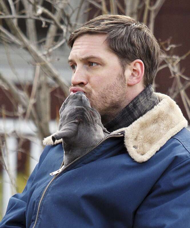 Estas fotos de Tom Hardy com cachorros vão derreter o seu coração