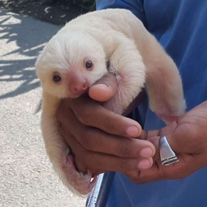 Imagens provando que os bichos são muito mais fofos quando são filhotes