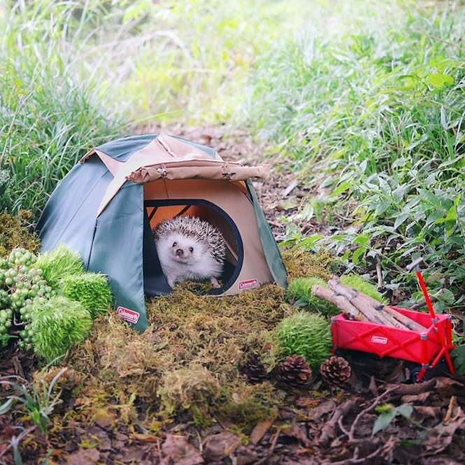 As fotos deste ouriço acampando serão as melhores coisas que você verá hoje