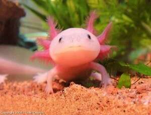 5 bichos que são naturalmente cor-de-rosa