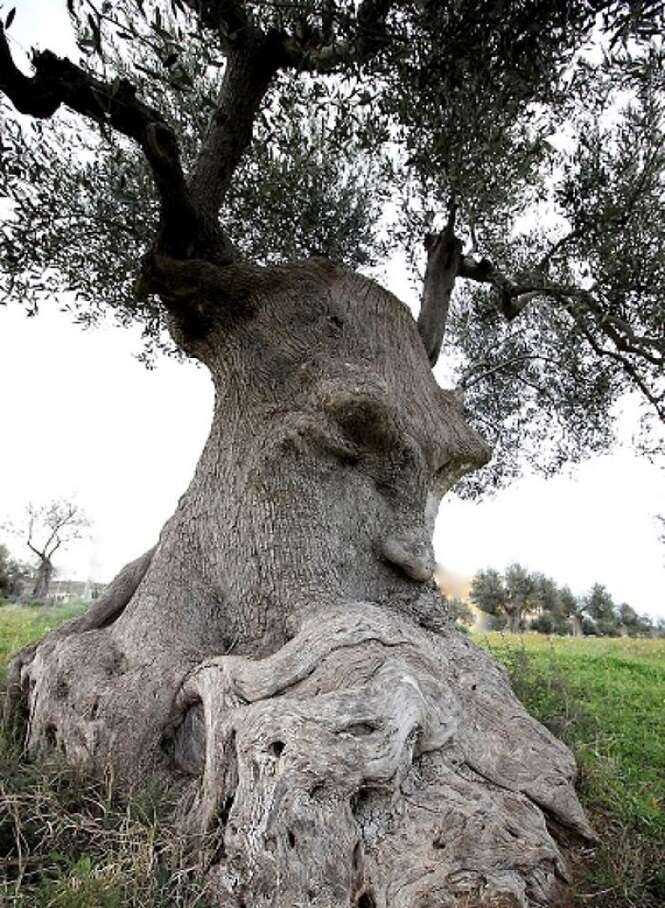 Árvores que parecem tudo, menos árvores