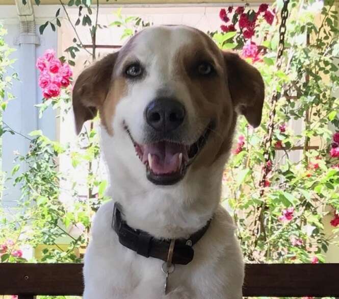 Fotos de cães super felizes para melhorar o seu dia