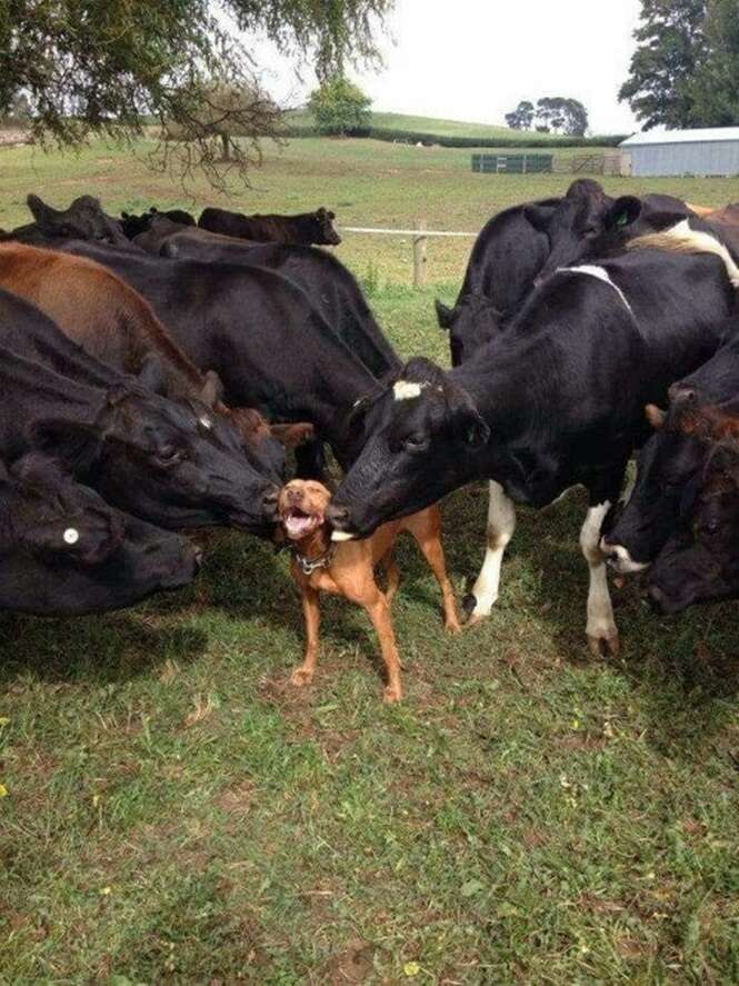 Foto: RecreoViral