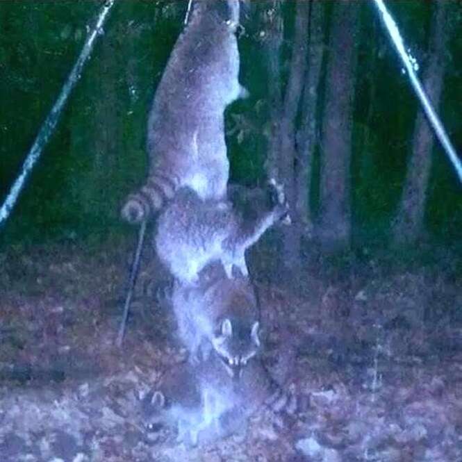 Imagens mostrando a louca vida de animais selvagens a noite