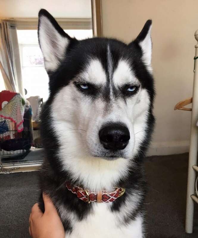 Imagens que provam: os huskys são os cães mais expressivos do planeta