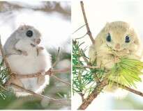 Esquilos “voadores” do Japão e da Sibéria podem ser as coisas mais fofas que você verá hoje