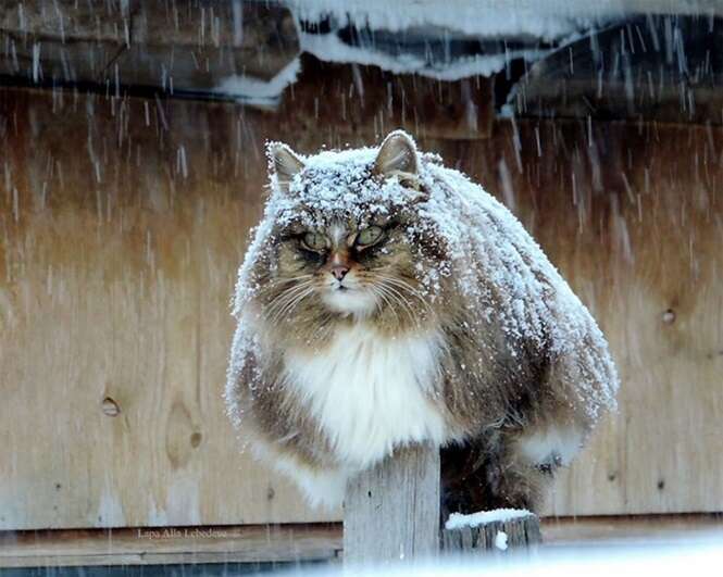 Conheça a fazenda de gatos siberianos que vai mexer com o seu coração