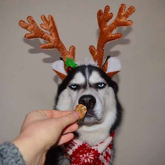 Jovem tenta fazer cartão de Natal com seu cão, mas o resultado não é o melhor