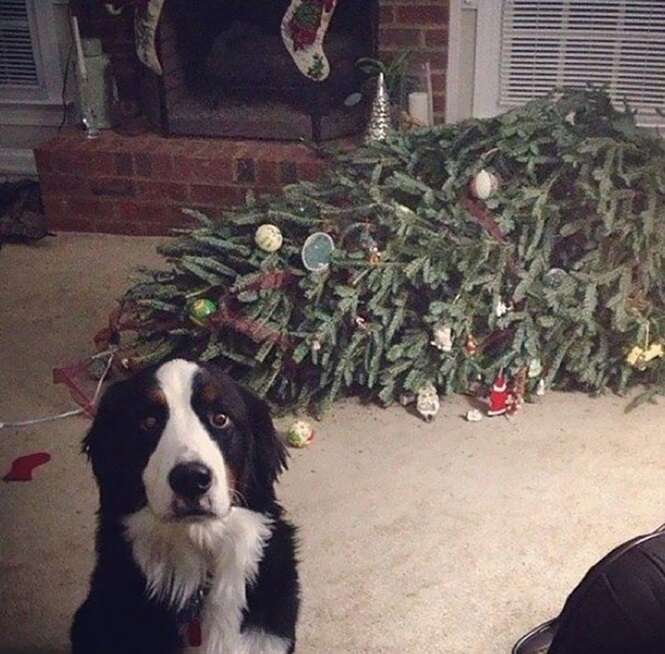 Cães e gatos que arruinaram o Natal