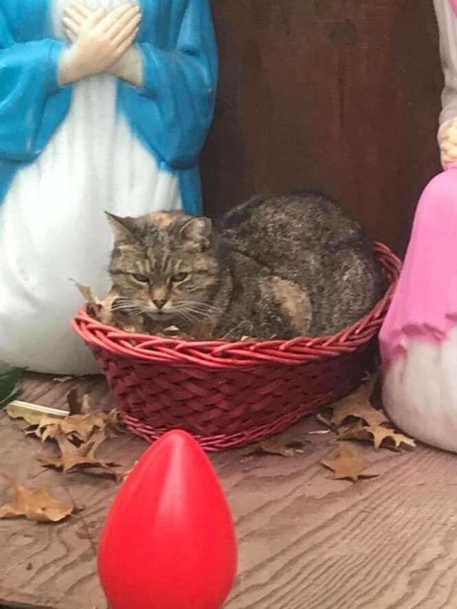 Gato “mal-humorado” rouba a cena em presépio em Nova Iorque