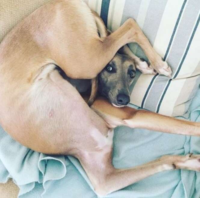 Fotos divertidas que mostram a vida secreta dos pets