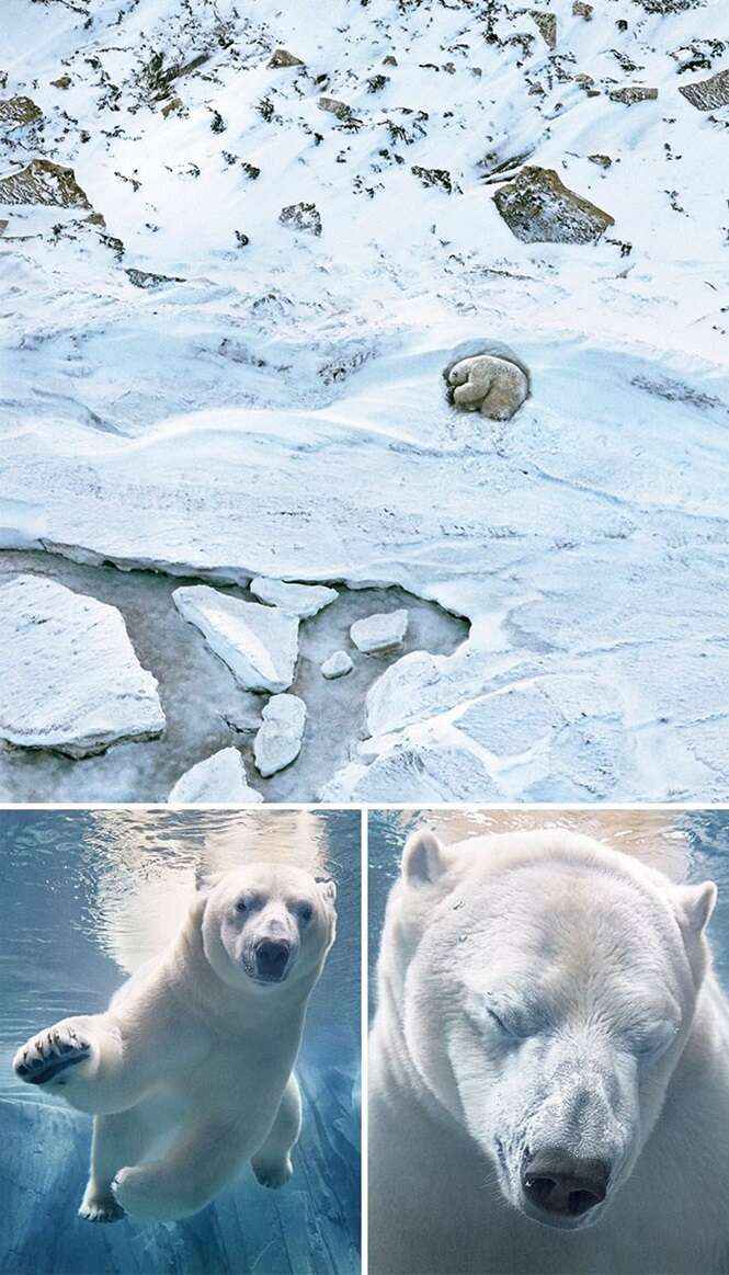 Em dois anos viajando, fotógrafo registra animais que podem entrar em extinção em breve