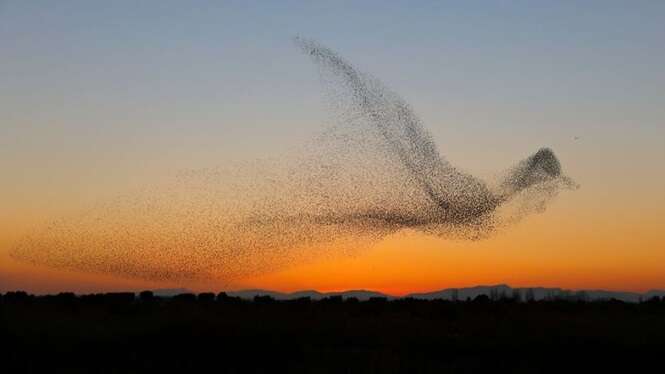 Fotógrafo faz vários cliques e só percebe mais tarde a rara cena que registrou