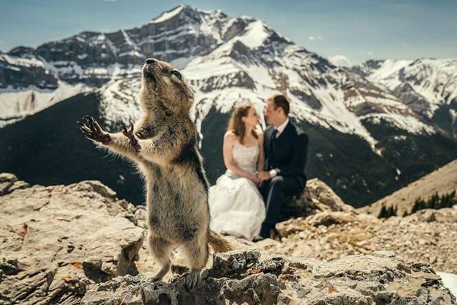 Animais que souberam como estragar fotos alheias