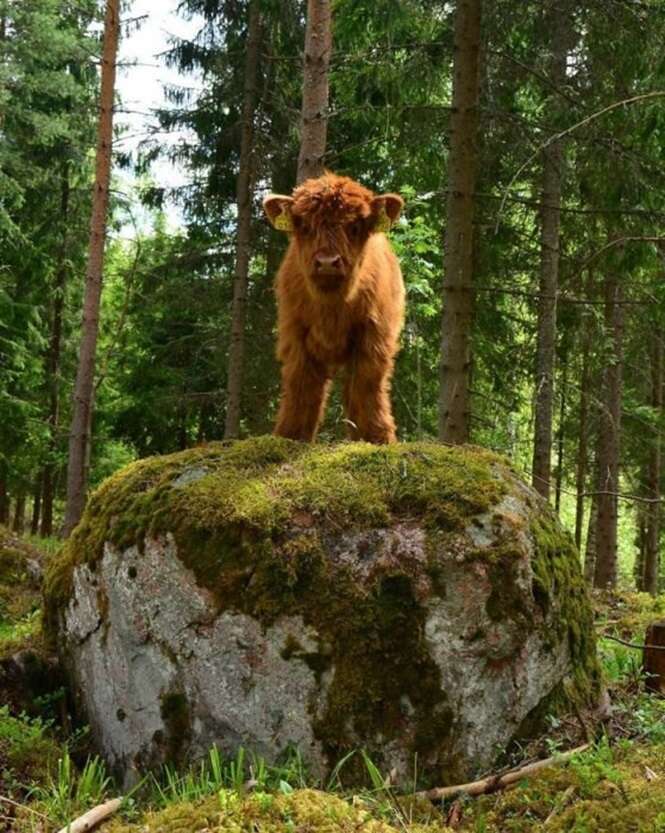 Bezerros tão lindos e fofos que vão melhorar o seu dia