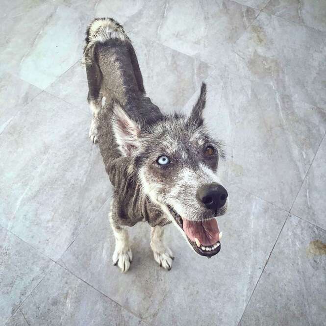 Após ser resgatado, Husky passa por transformação impressionante e fica irreconhecível