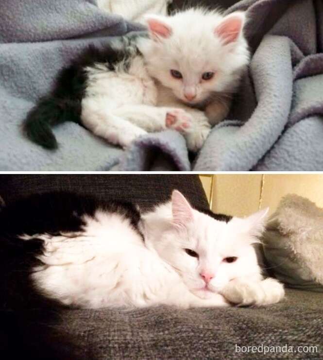 Antes e depois de gatos lindos
