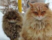 Conheça fazenda da Sibéria onde vivem gatos majestosos