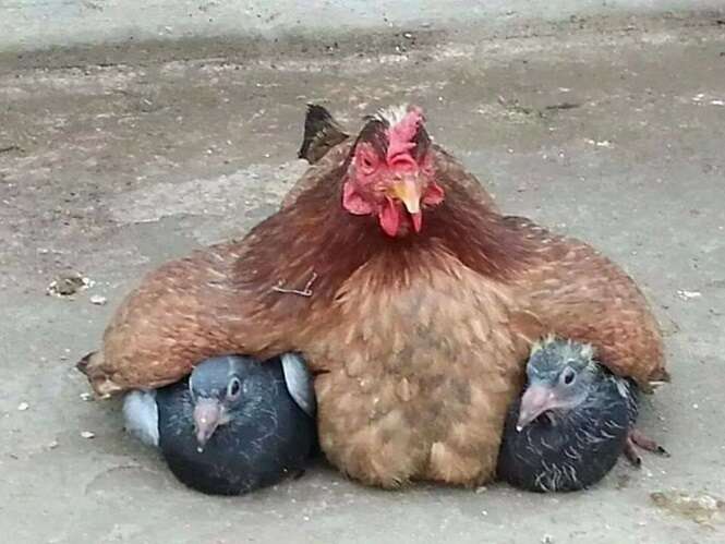 Imagens provando que as galinhas estão entre as melhores mães do reino animal