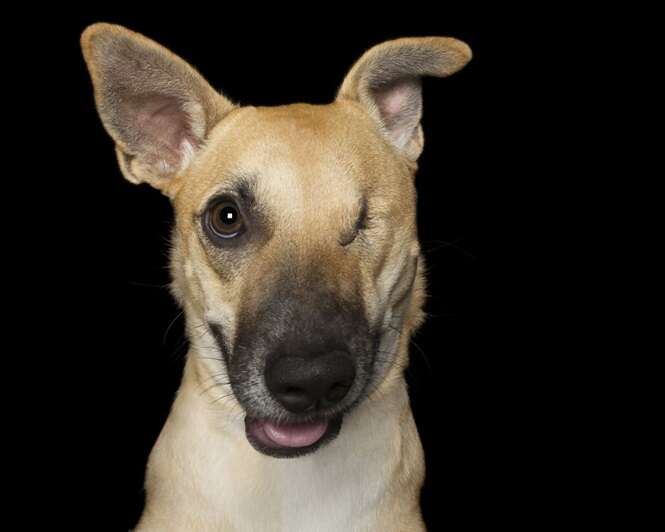 Fotógrafo faz sessão com cães “imperfeitos”