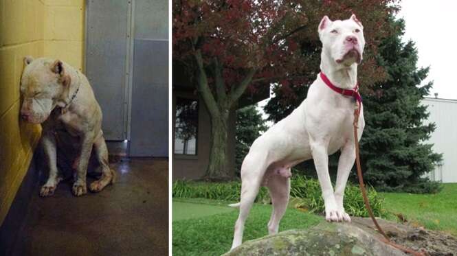 Fotos de cães antes e depois da adoção que vão derreter o seu coração