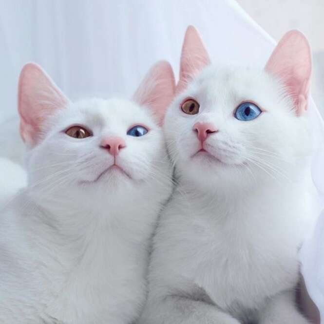 Estes gatos de olhos bicolores certamente estão entre os felinos mais lindos do planeta